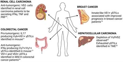 γδ T-cells in human malignancies: insights from single-cell studies and analytical considerations